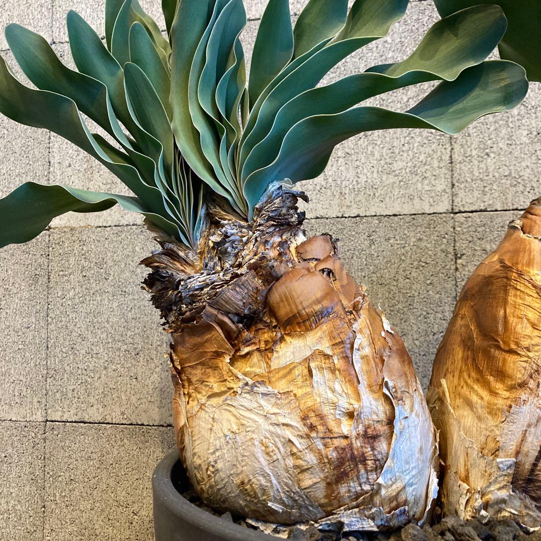 大株 発送済み 3頭 ブーファン ハエマンソイデス ハエマントイデス