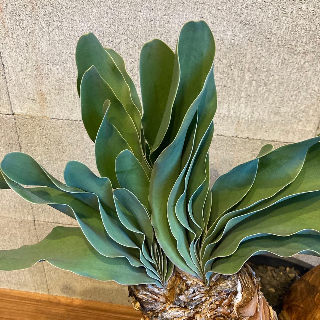 大株 発送済み 3頭 ブーファン ハエマンソイデス ハエマントイデス