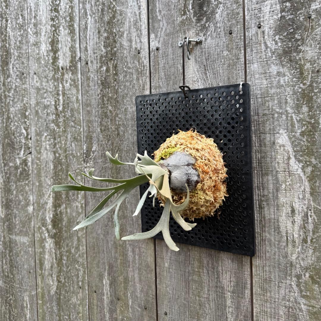 P. willinckii \"Linea\" 流線 (pup)