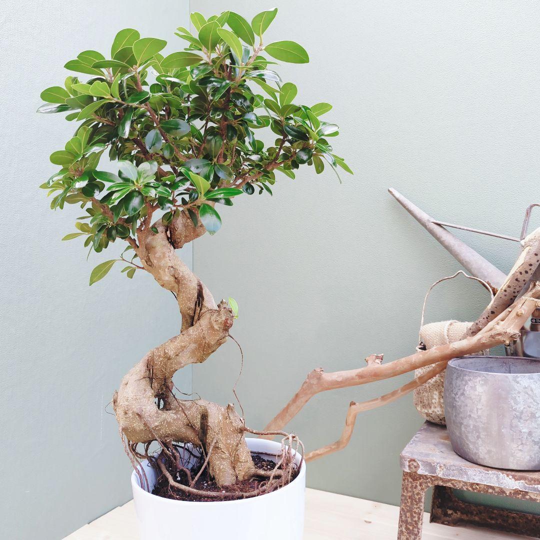 縁起物 太幹 (現品)曲がり 昇り龍ガジュマル ８ 陶器