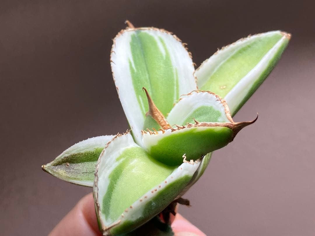 初出品【匿名配送】激レア　サイズ大　美株　強棘　アガベ　鰐亀　覆輪斑　TC