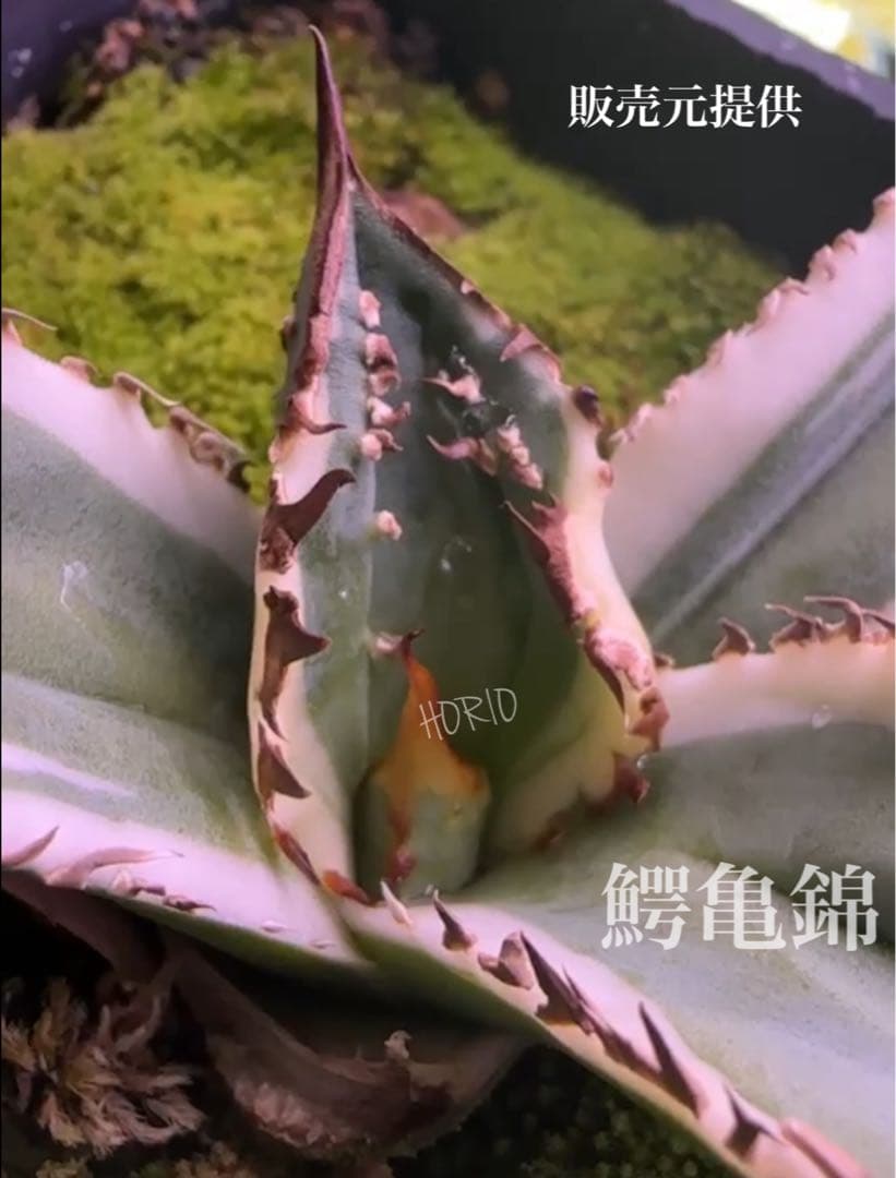 初出品【匿名配送】激レア　サイズ大　美株　強棘　アガベ　鰐亀　覆輪斑　TC