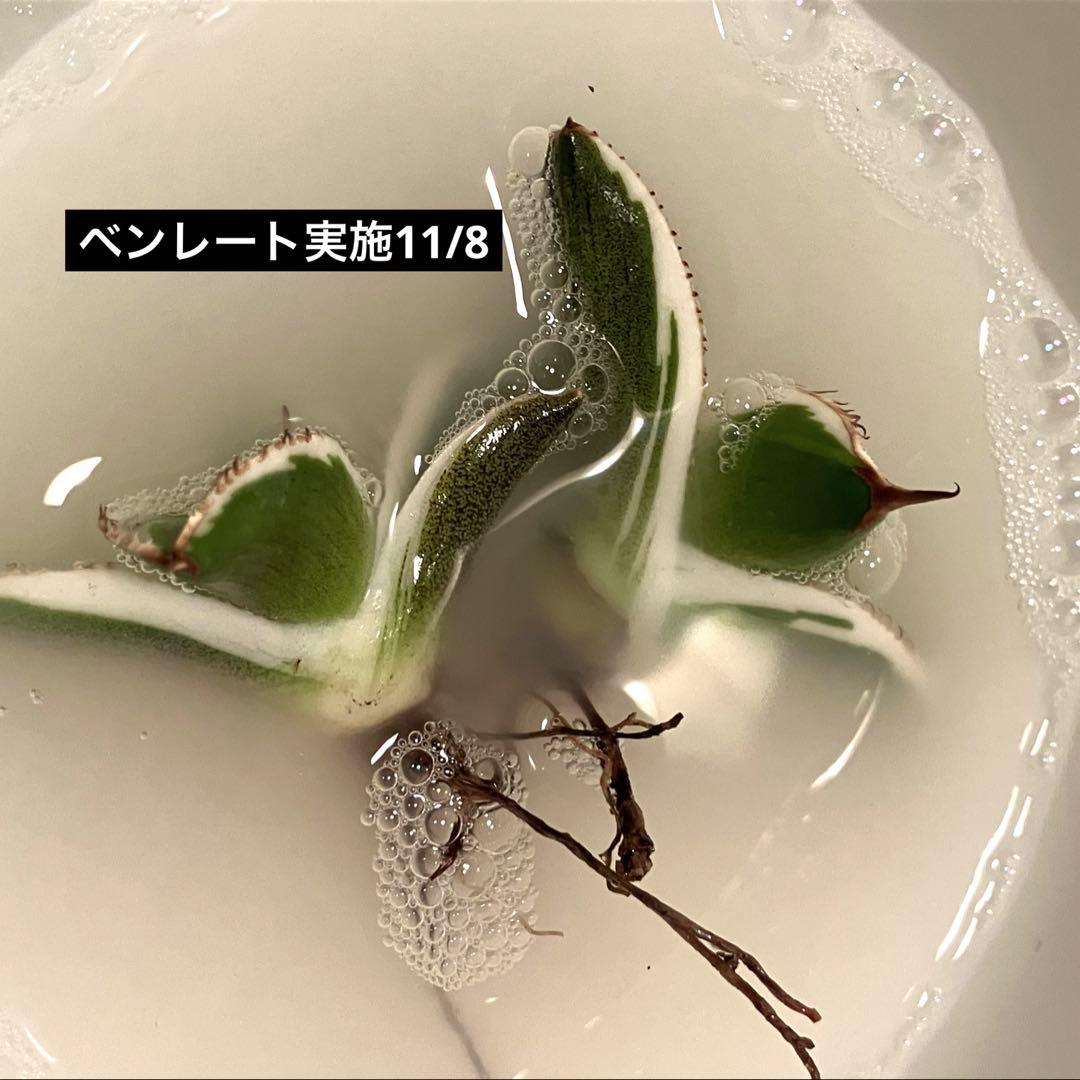 初出品【匿名配送】激レア　サイズ大　美株　強棘　アガベ　鰐亀　覆輪斑　TC