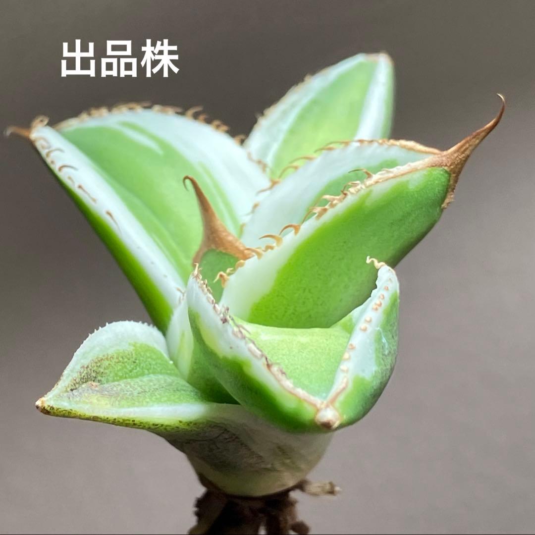 初出品【匿名配送】激レア　サイズ大　美株　強棘　アガベ　鰐亀　覆輪斑　TC