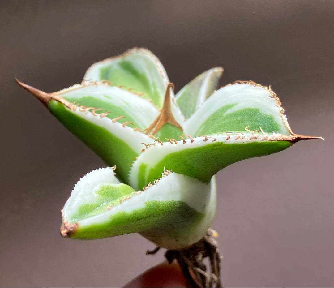 初出品【匿名配送】激レア　サイズ大　美株　強棘　アガベ　鰐亀　覆輪斑　TC