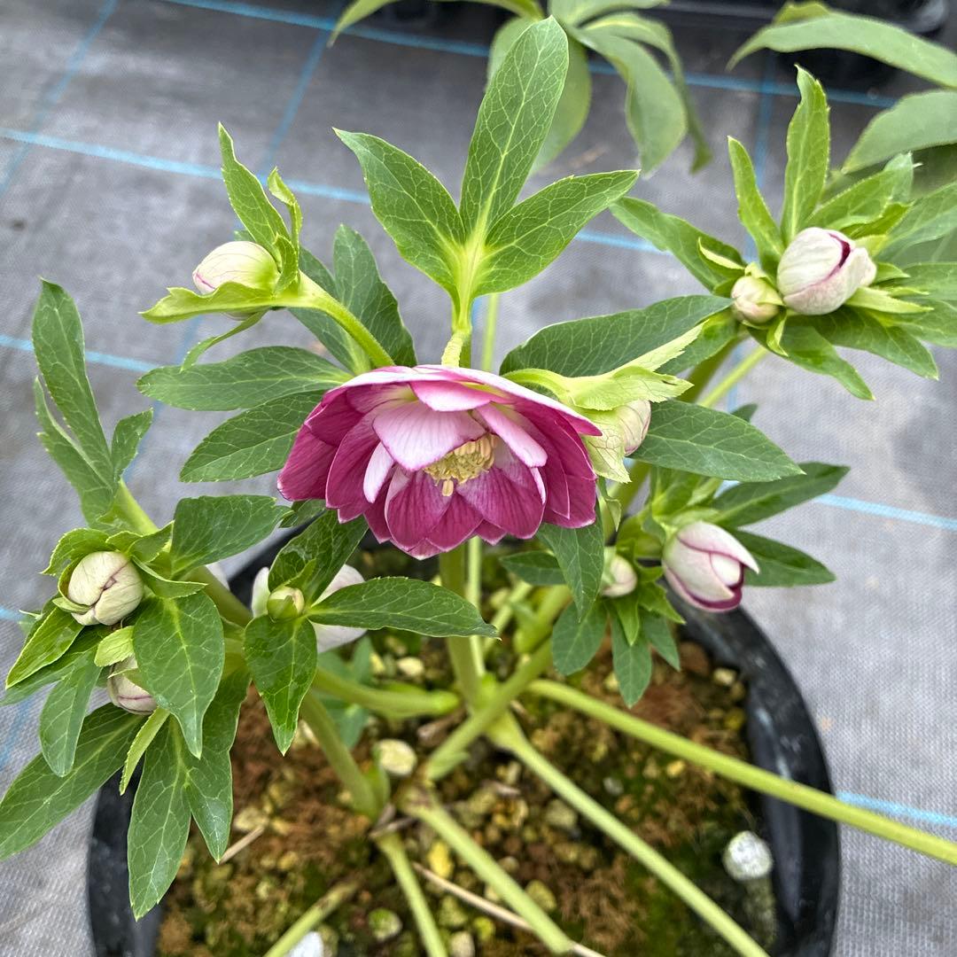 まいさんページ