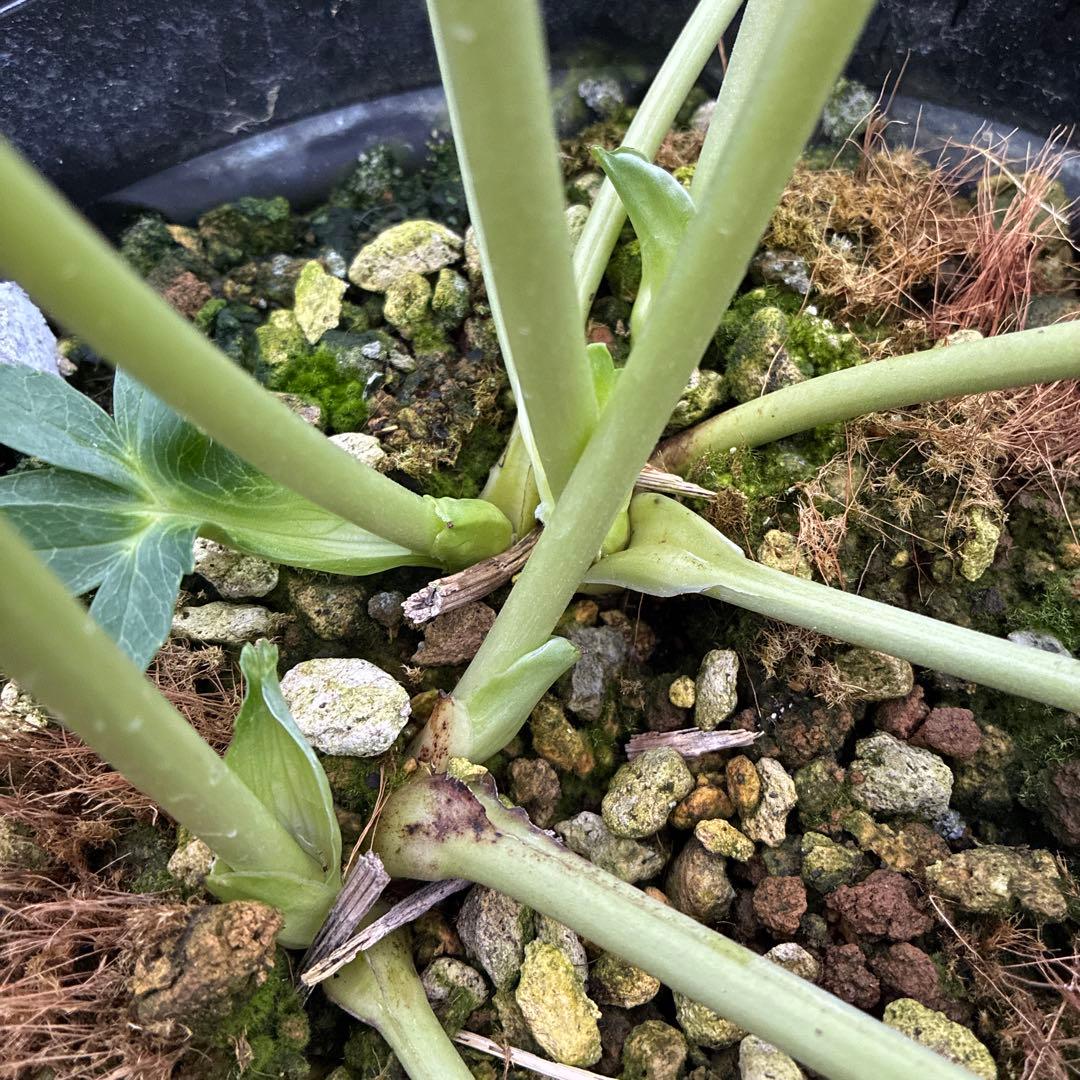 まいさんページ