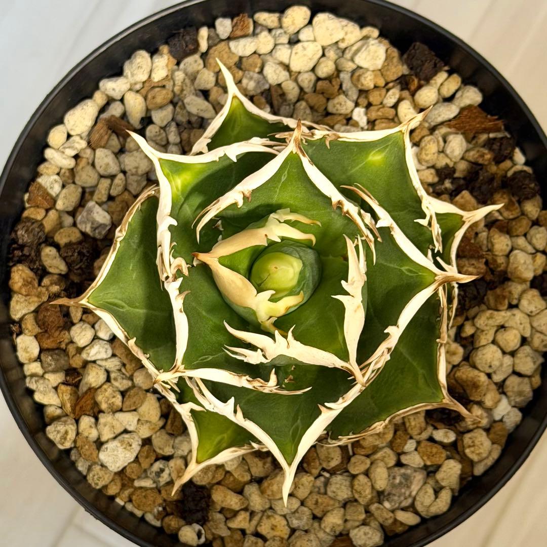 アガベチタノタ 大白鯊 OC子株 (未発根)