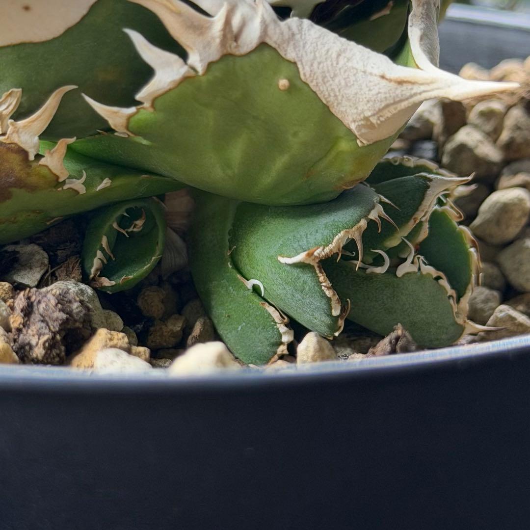 アガベチタノタ 大白鯊 OC子株 (未発根)