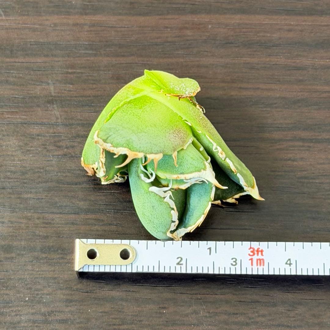 アガベチタノタ 大白鯊 OC子株 (未発根)