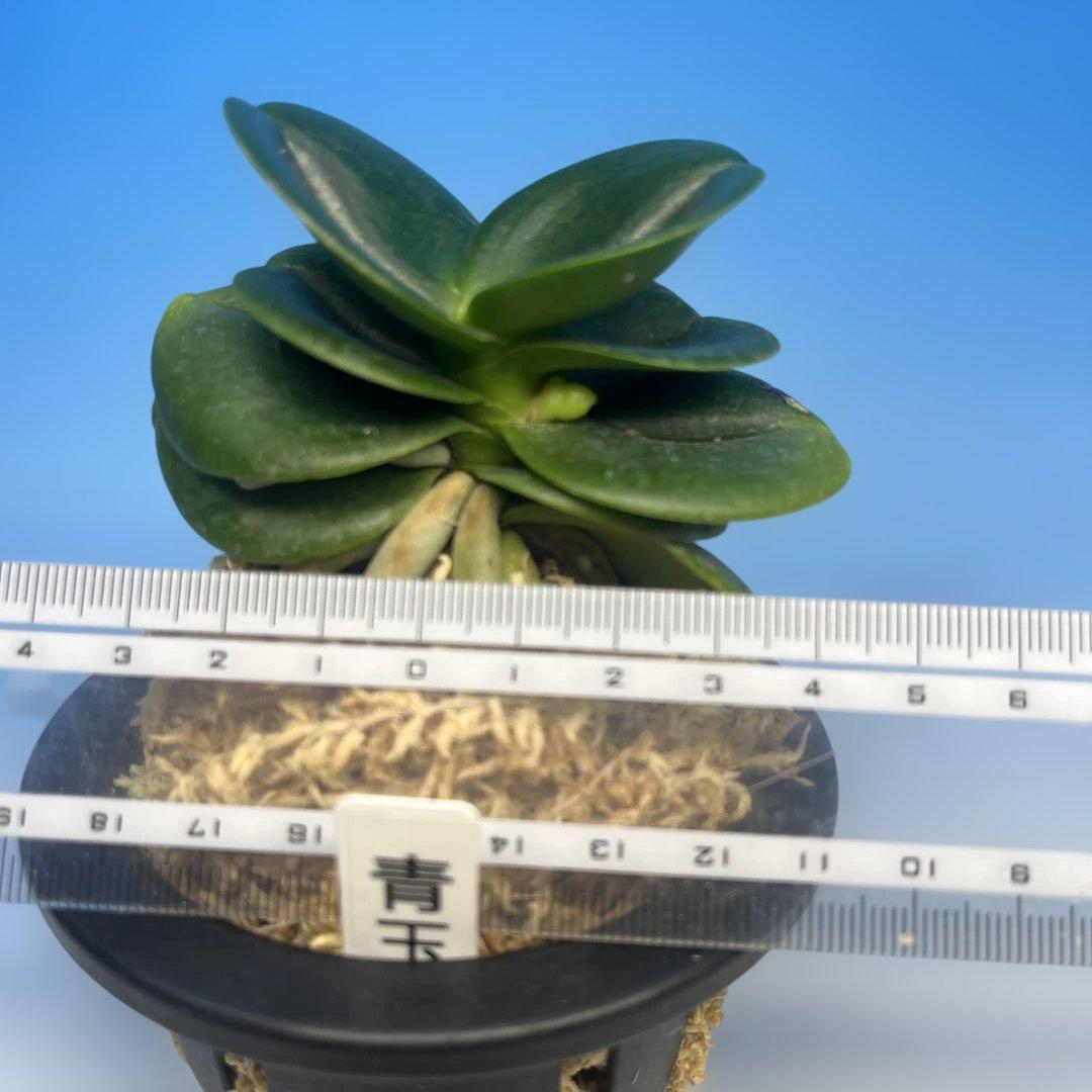 名護蘭 ナゴラン 青王達磨 花芽付き - メルカリ