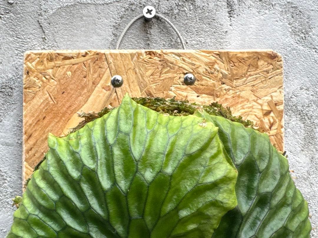 【ビカクシダ・マダガスカリエンセ】