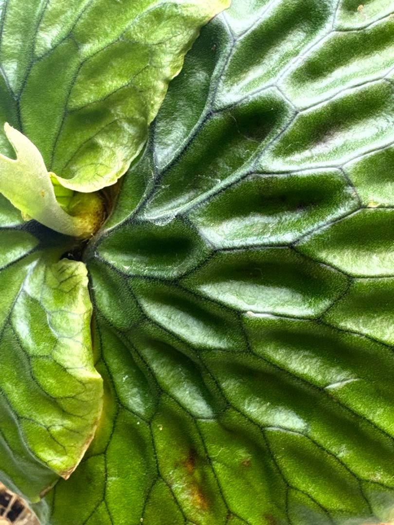 【ビカクシダ・マダガスカリエンセ】