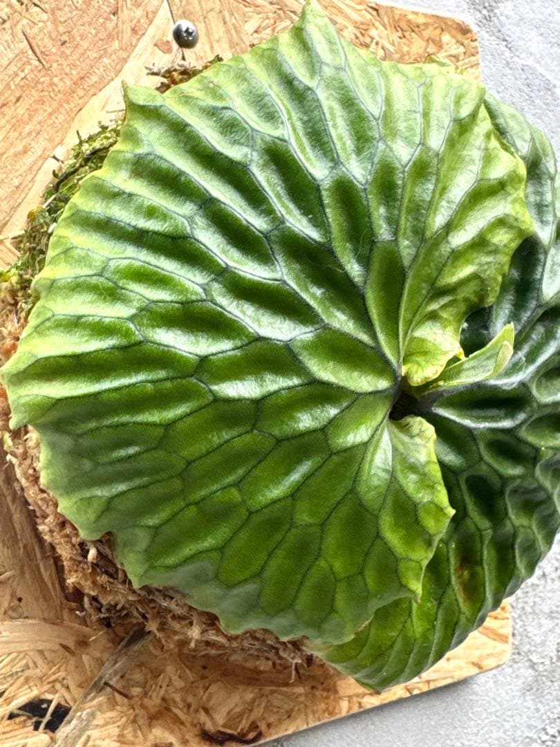 【ビカクシダ・マダガスカリエンセ】