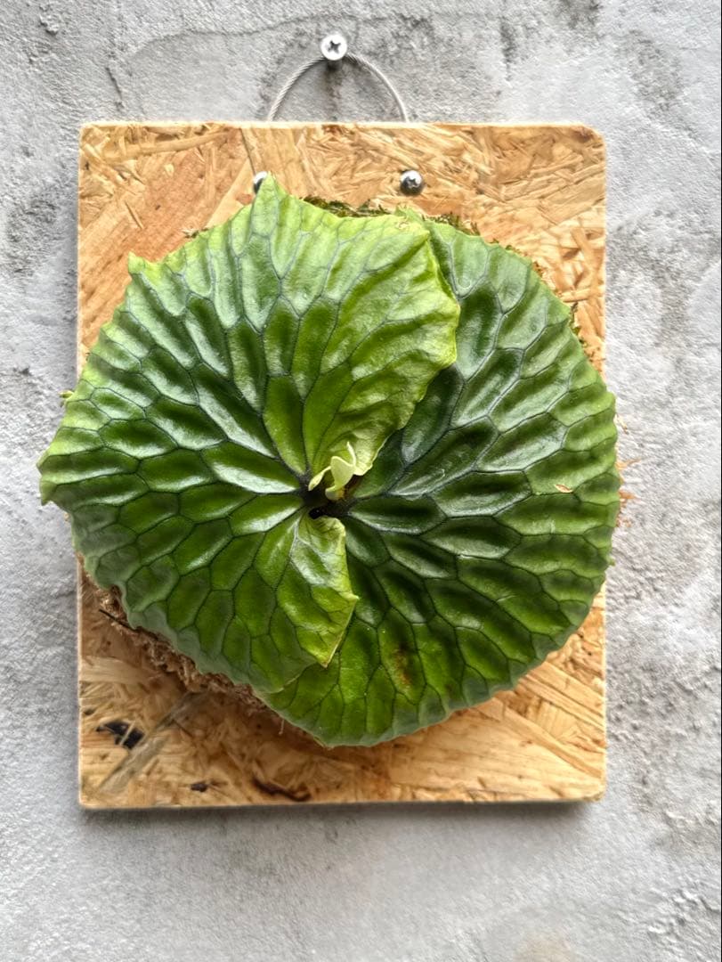 【ビカクシダ・マダガスカリエンセ】