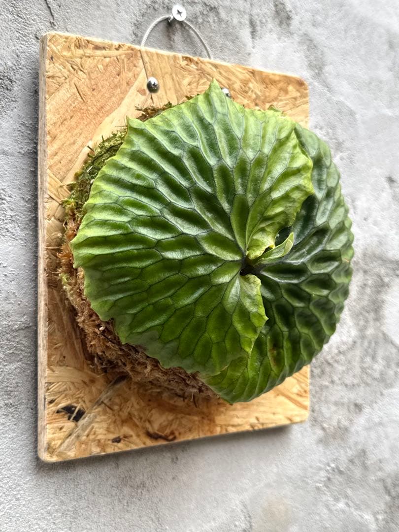 【ビカクシダ・マダガスカリエンセ】