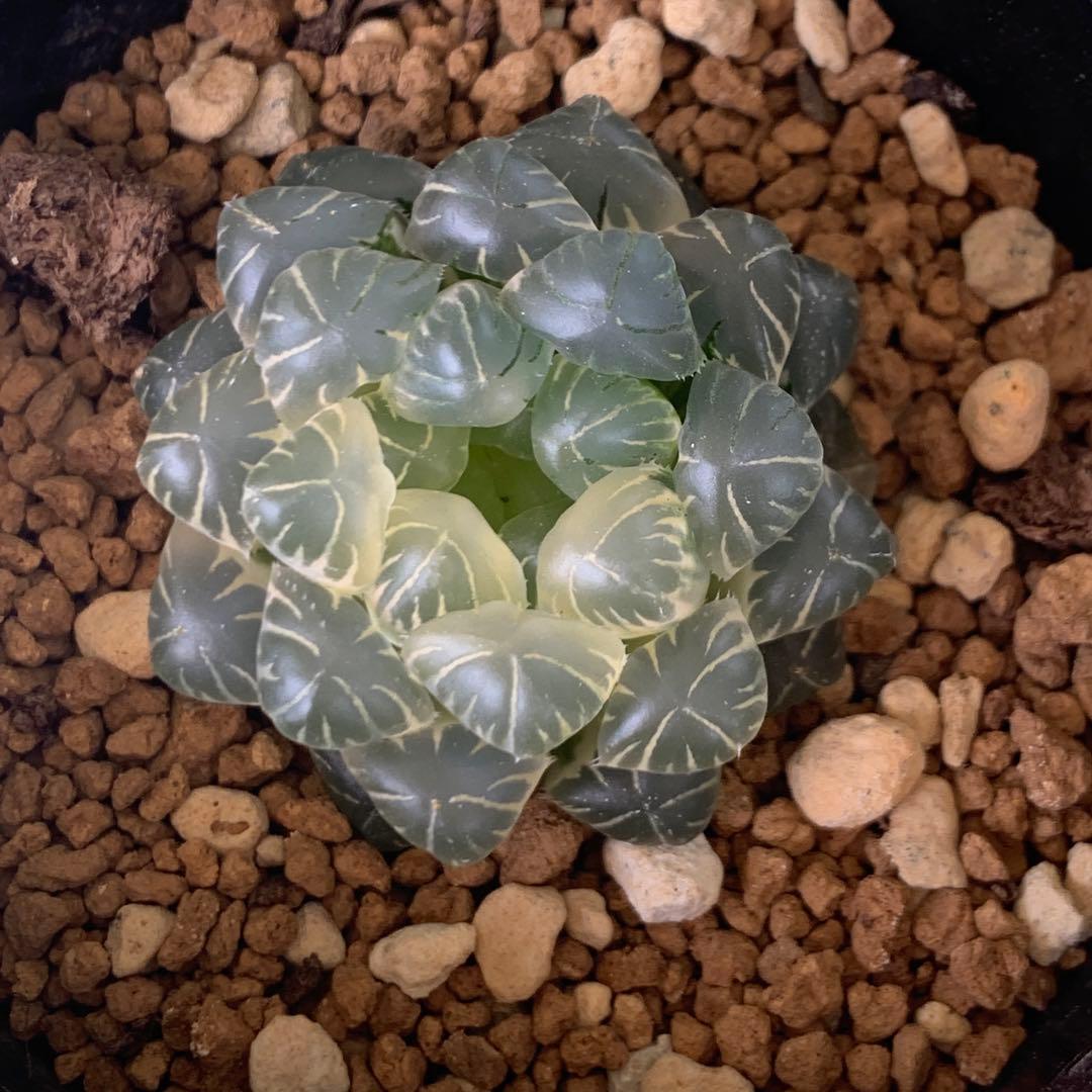多肉植物 ハオルチア 実生オブツーサ錦 糊斑 - メルカリ