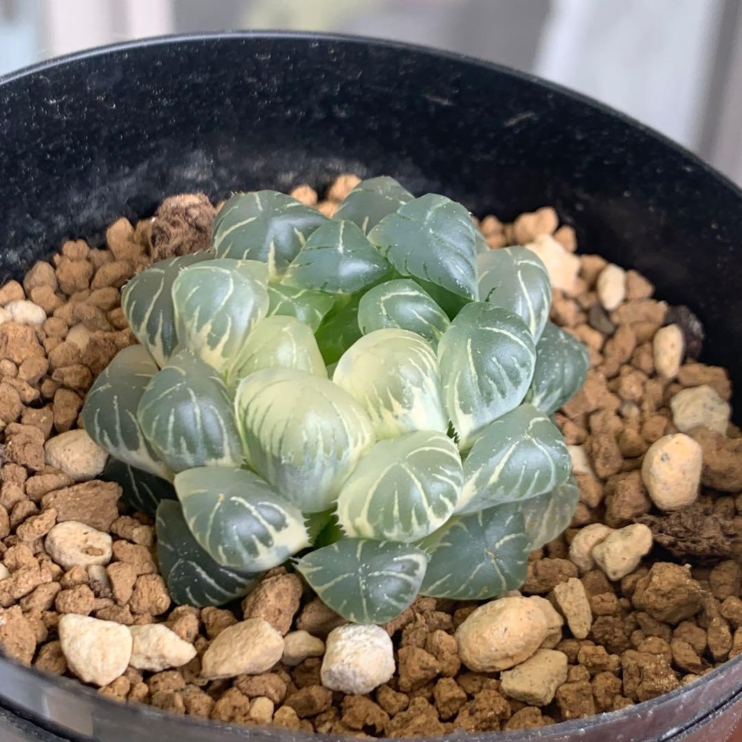 多肉植物 ハオルチア 実生オブツーサ錦 糊斑 - メルカリ