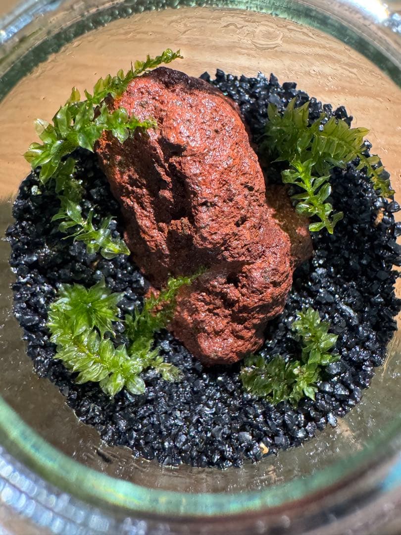 初心者向け】苔テラリウム・コツボゴケと溶岩石 - メルカリ