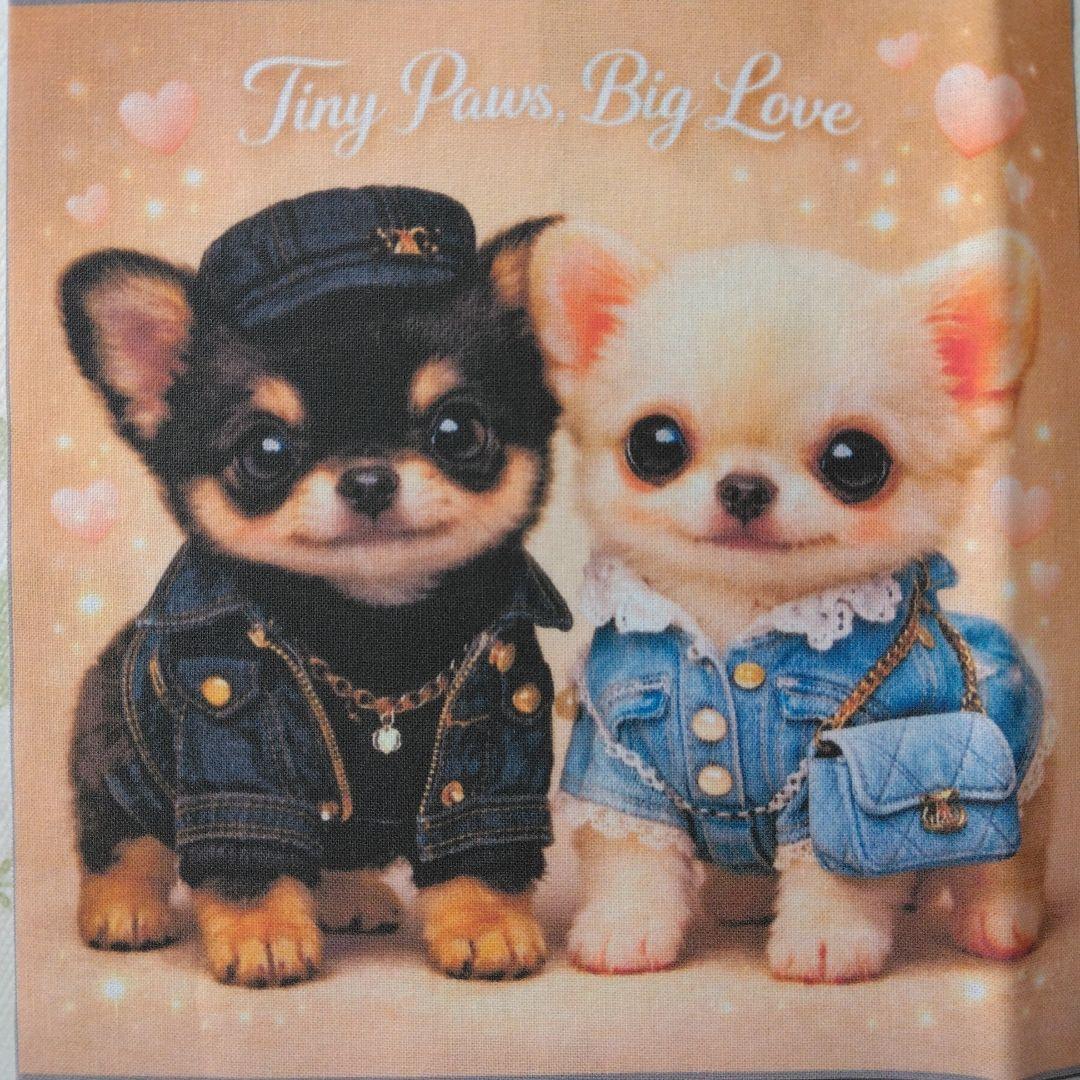 ☆受付☆チワワ