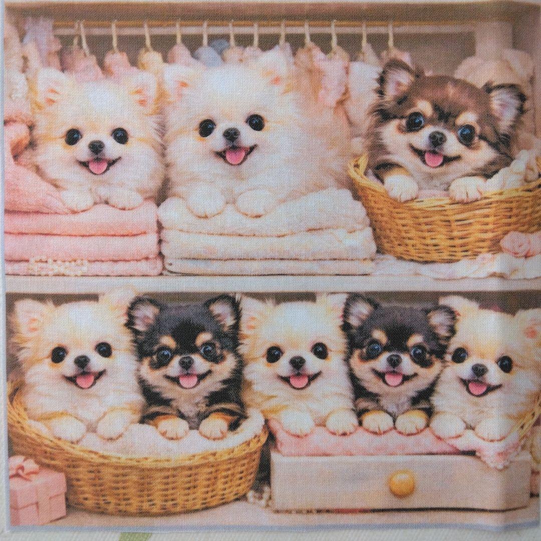 ☆受付☆チワワ