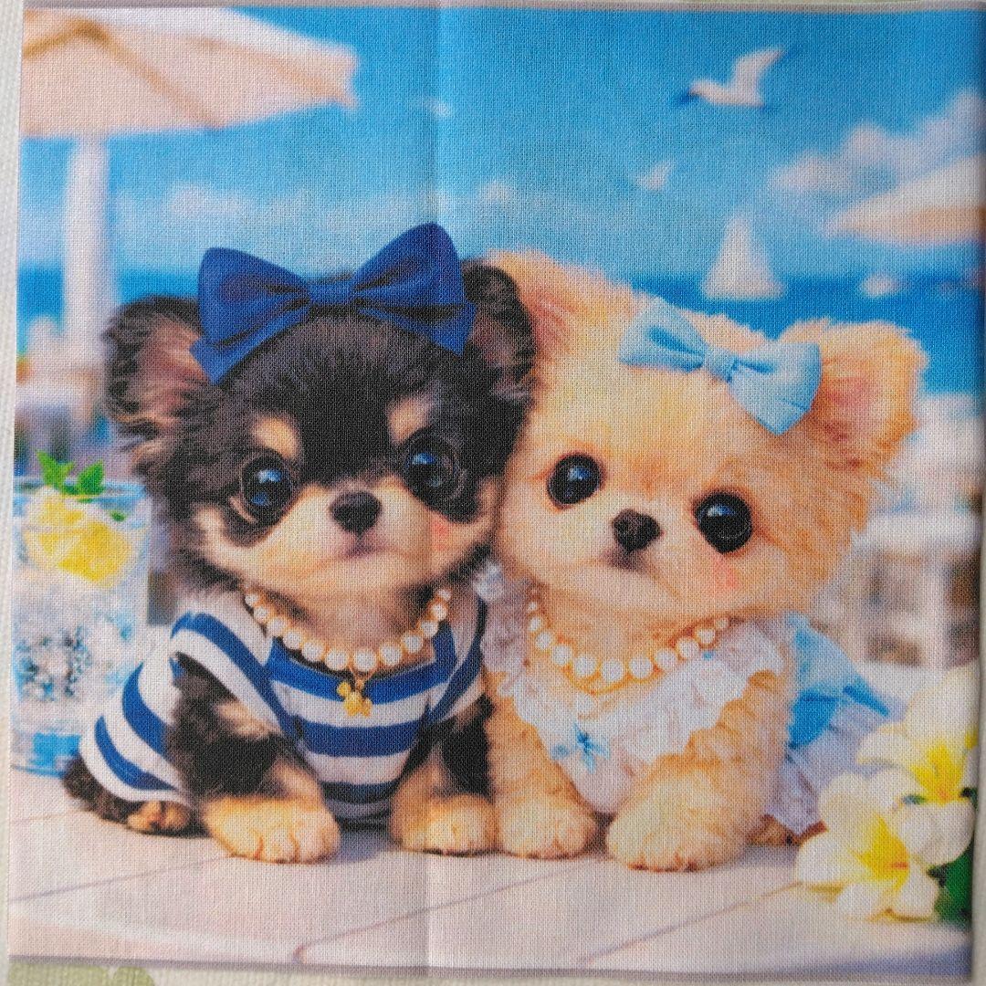 ☆受付☆チワワ