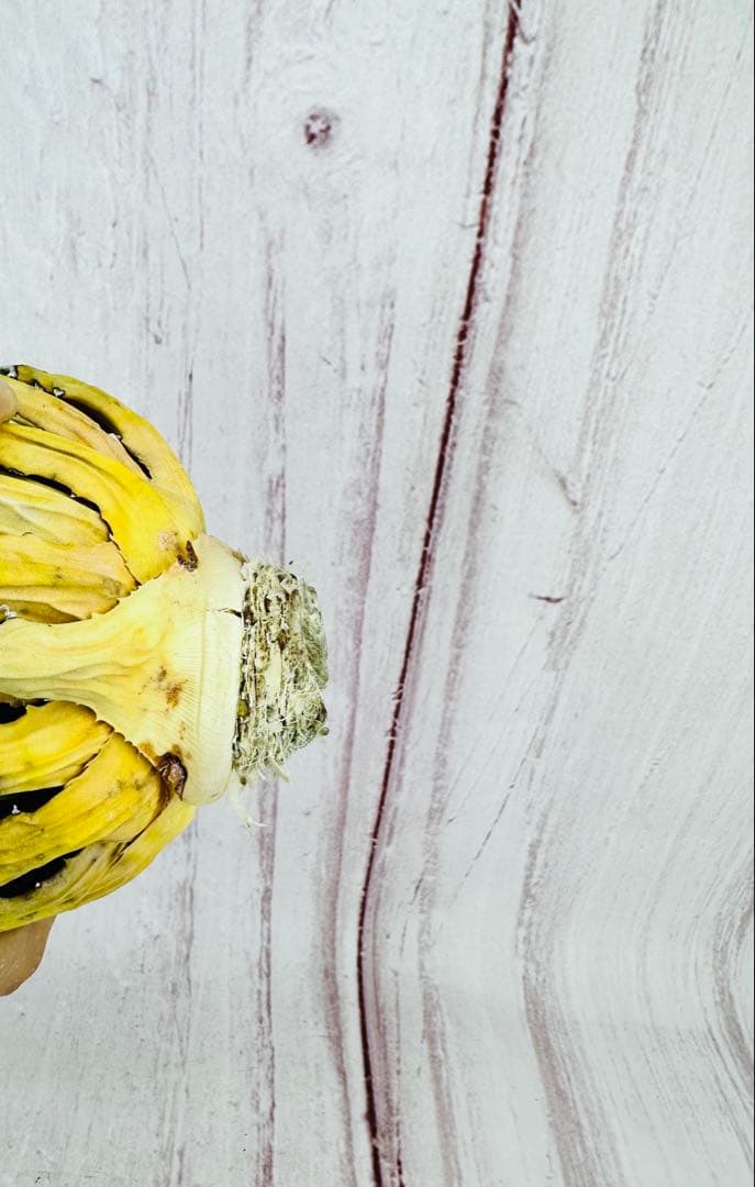 ⑤ アガベ ユタエンシス エボリスピナ 短葉 陽炎