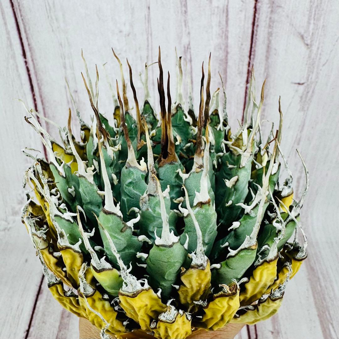 ⑤ アガベ ユタエンシス エボリスピナ 短葉 陽炎