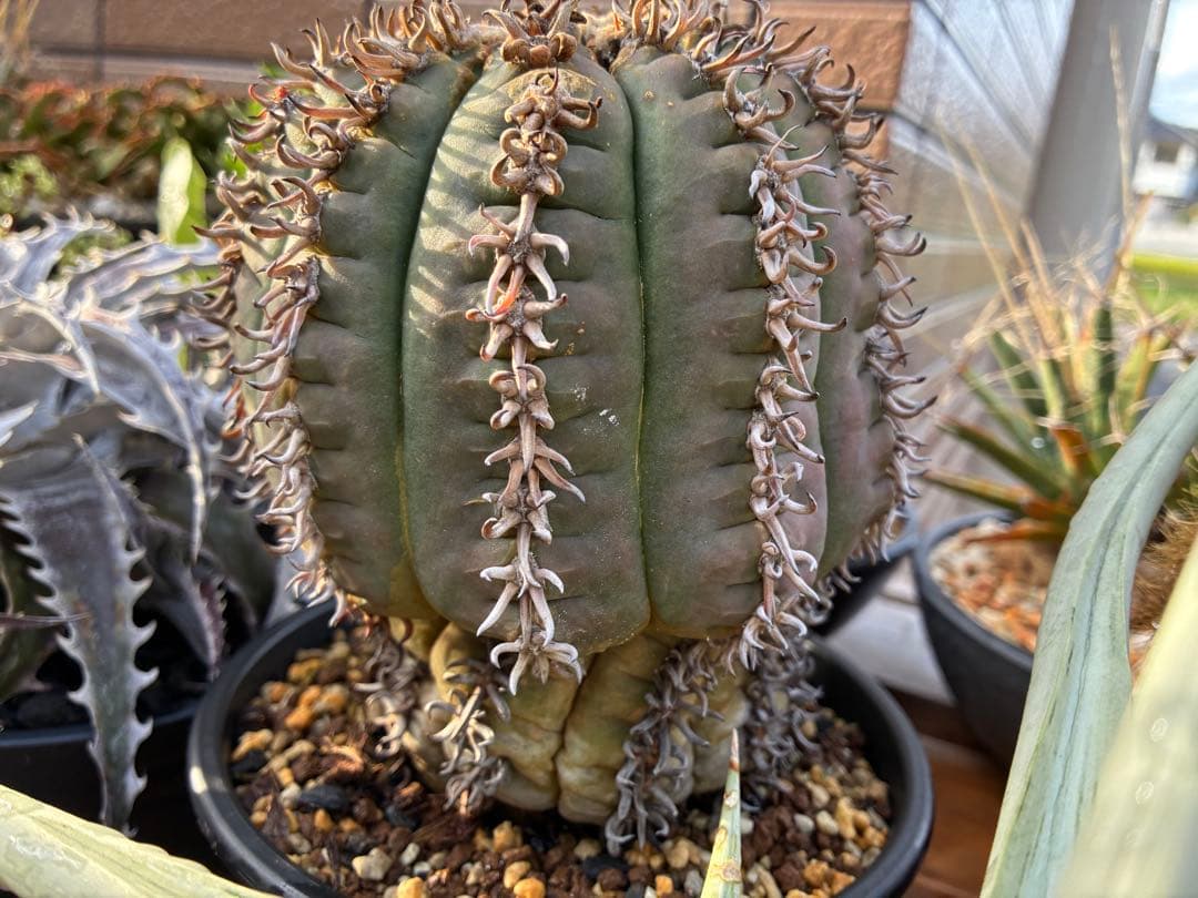 【アビス】短刺天平丸　狂刺タイプ　特大株　親株　鉢のまま発送