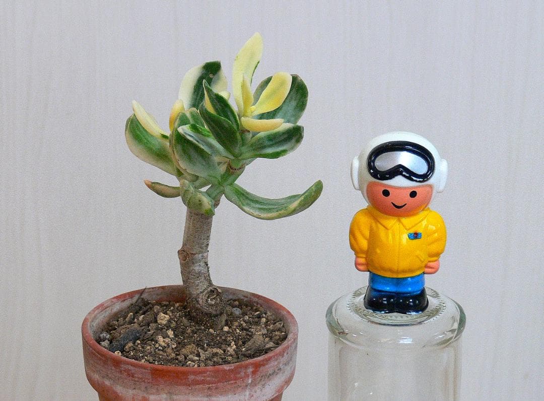 金の成る木 花月錦 抜き苗 ㉟ - メルカリ