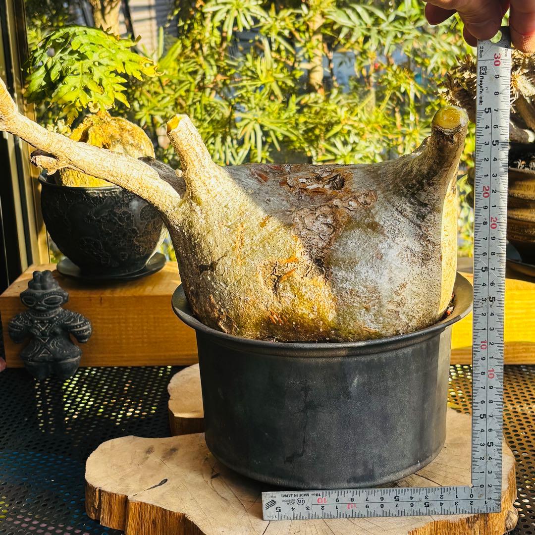 短期間限定超特価！ 特大 パキポディウム グラキリス カタチ製作所 現地株 発根