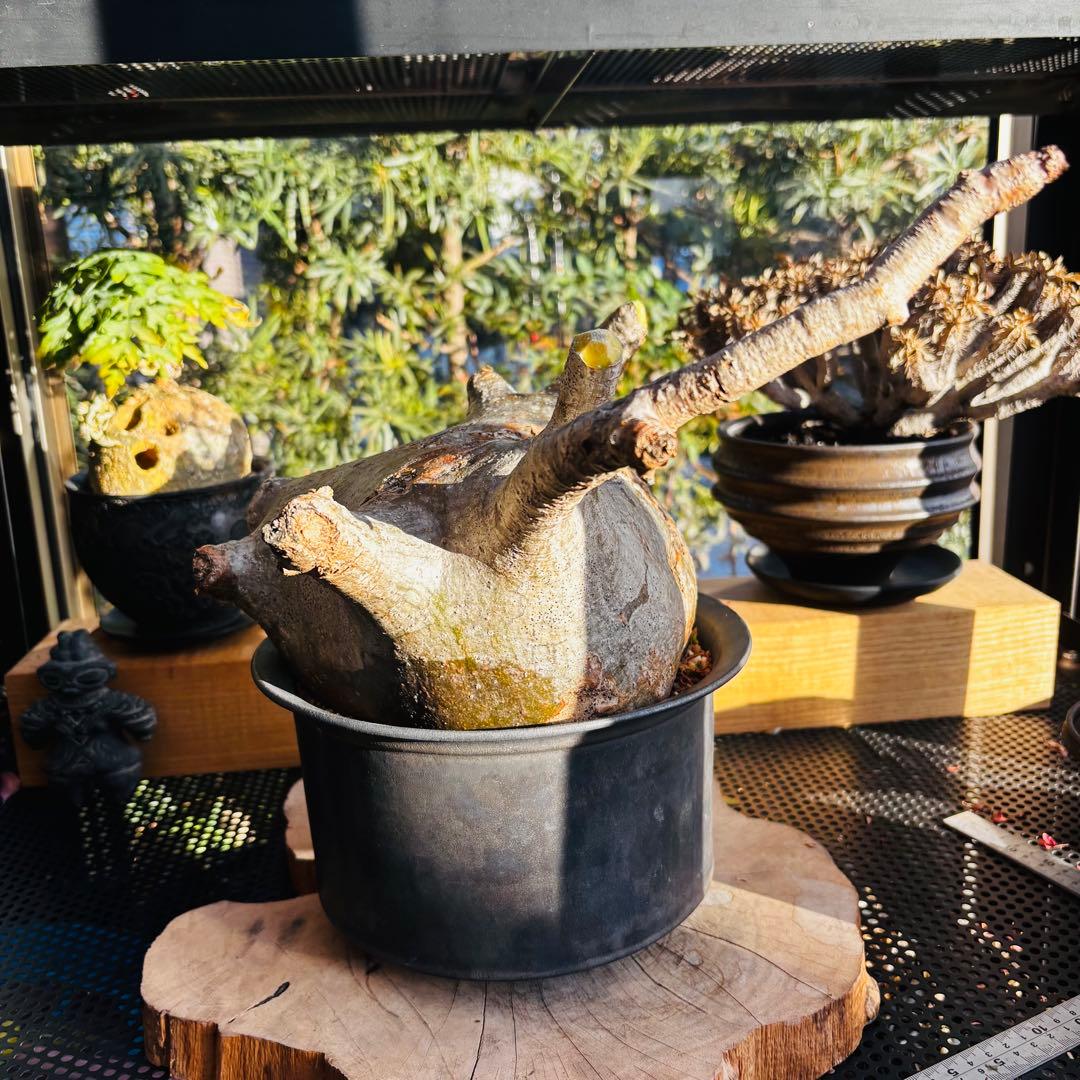 短期間限定超特価！ 特大 パキポディウム グラキリス カタチ製作所 現地株 発根