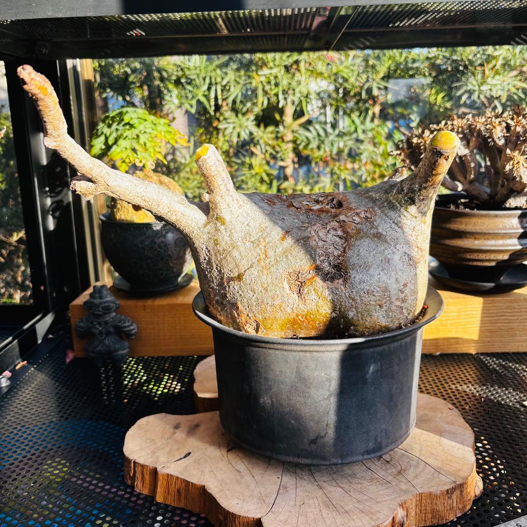 短期間限定超特価！ 特大 パキポディウム グラキリス カタチ製作所 現地株 発根