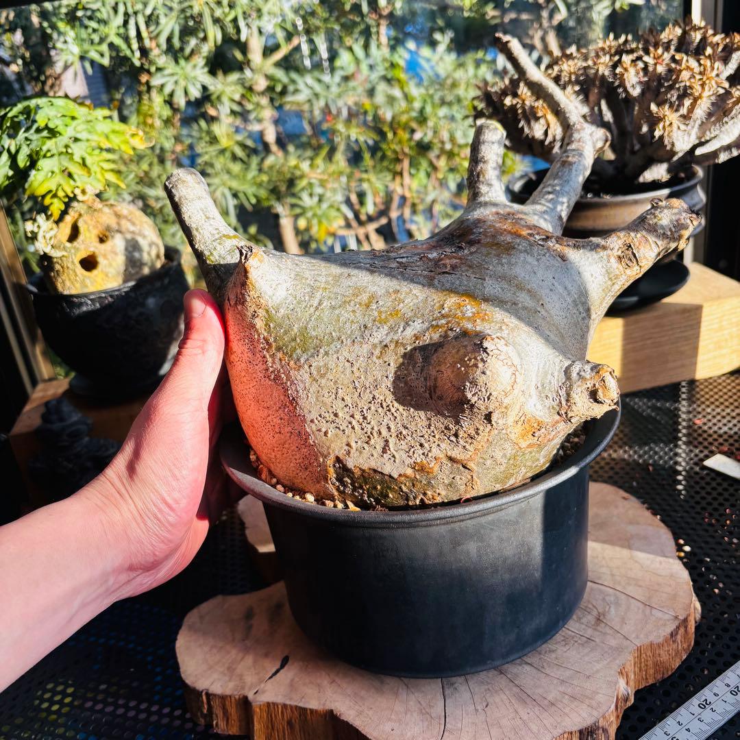 短期間限定超特価！ 特大 パキポディウム グラキリス カタチ製作所 現地株 発根