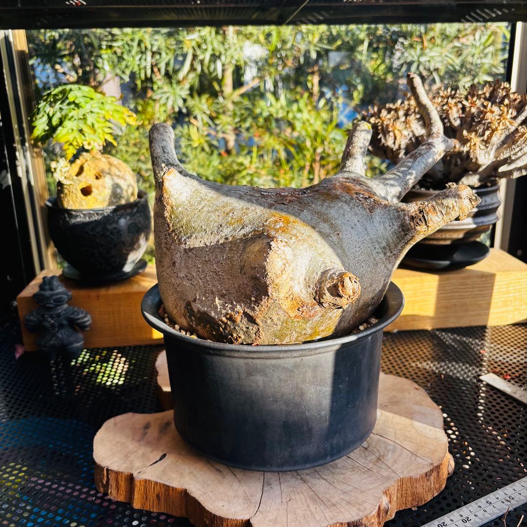 短期間限定超特価！ 特大 パキポディウム グラキリス カタチ製作所 現地株 発根