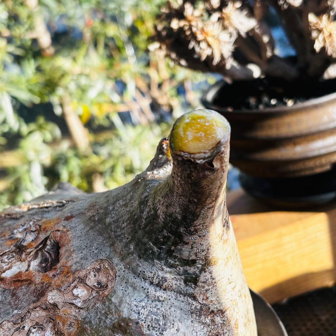 短期間限定超特価！ 特大 パキポディウム グラキリス カタチ製作所 現地株 発根