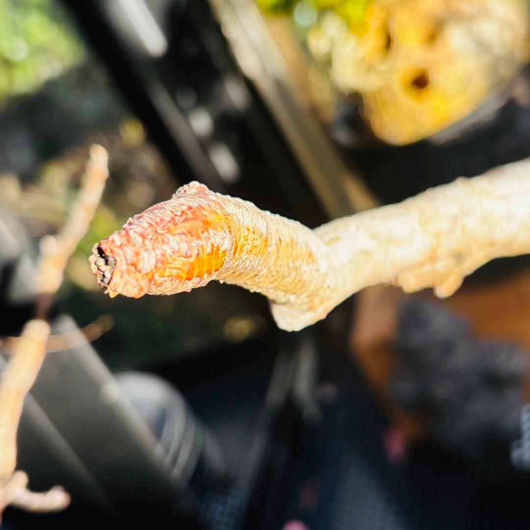 短期間限定超特価！ 特大 パキポディウム グラキリス カタチ製作所 現地株 発根