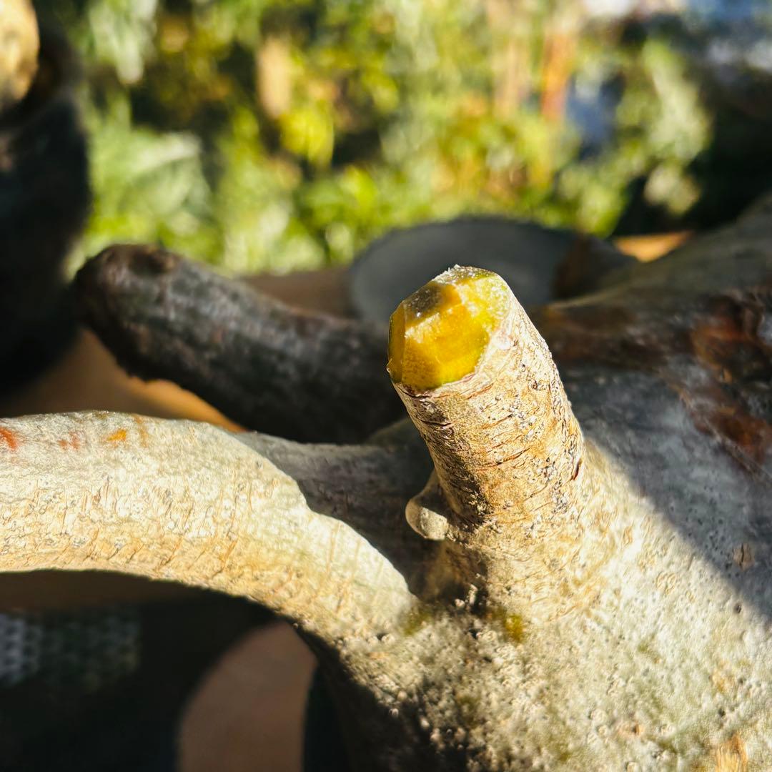 短期間限定超特価！ 特大 パキポディウム グラキリス カタチ製作所 現地株 発根