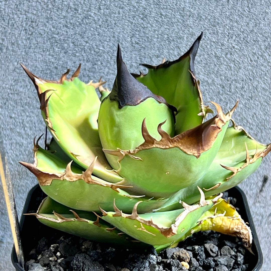 現品 アガベ チタノタ トリケラトプス カクタスグリーン 白犀牛 - メルカリ
