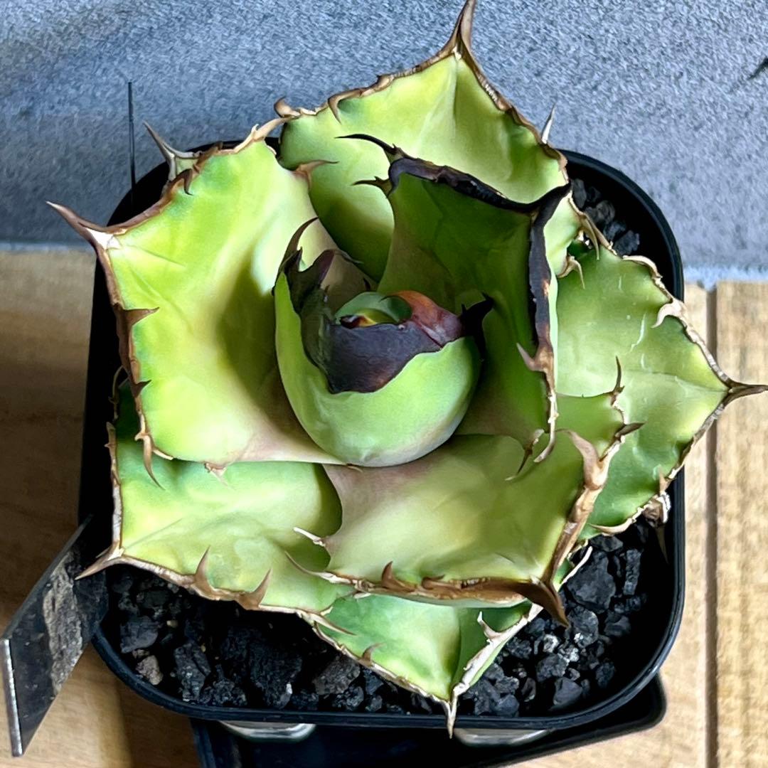 現品 アガベ チタノタ トリケラトプス カクタスグリーン 白犀牛 - メルカリ