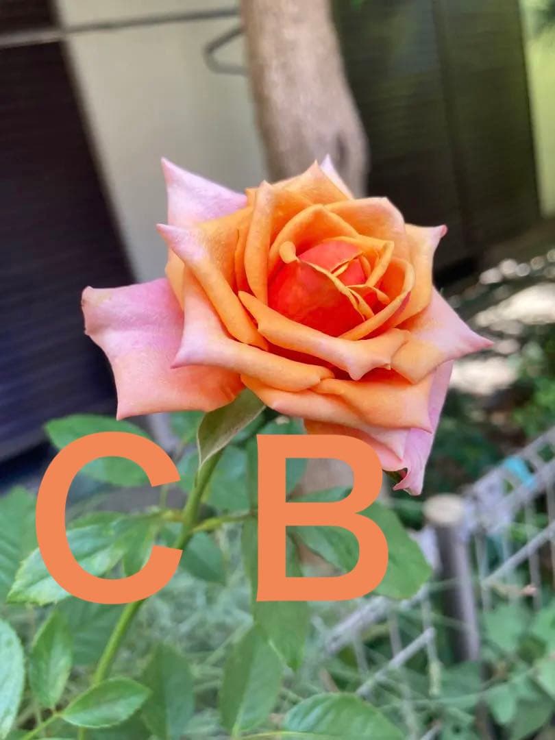 希少　バラ苗　切り花品種 Cherrry Braandy