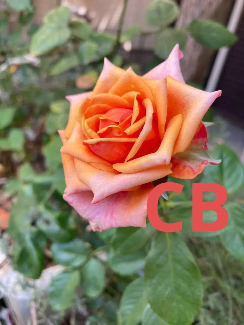 希少　バラ苗　切り花品種 Cherrry Braandy