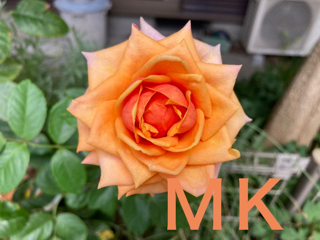 希少　バラ苗　切り花品種 Cherrry Braandy