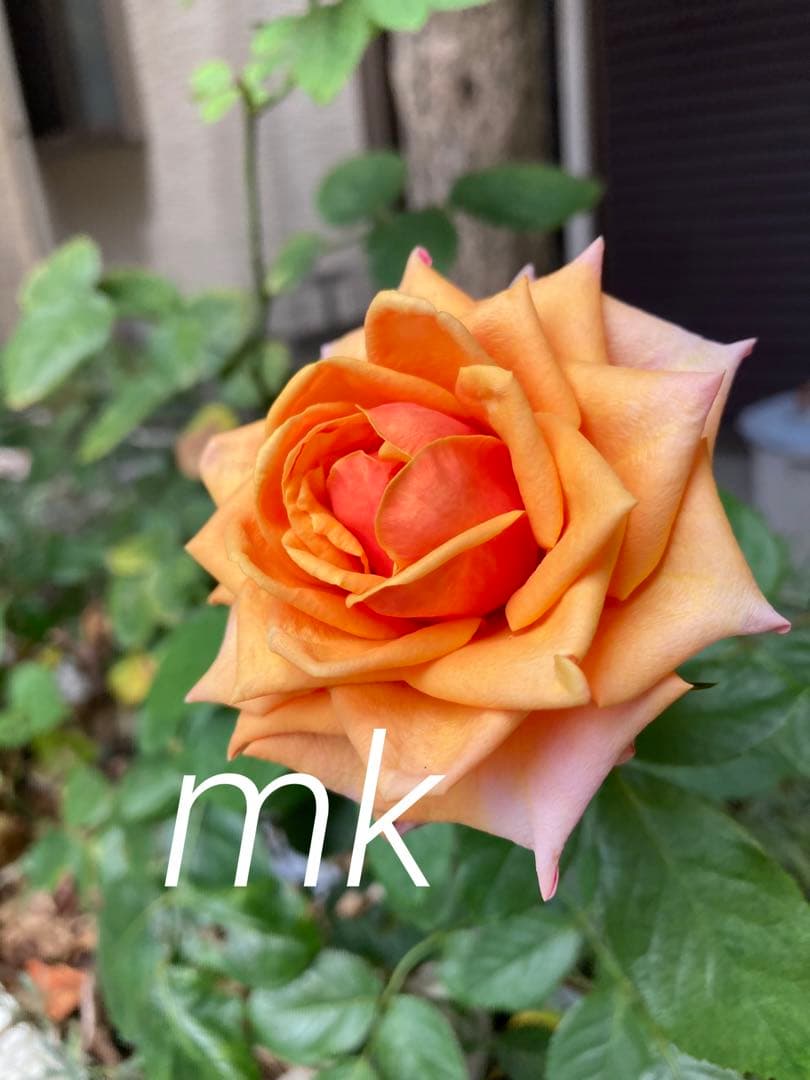 希少　バラ苗　切り花品種 Cherrry Braandy