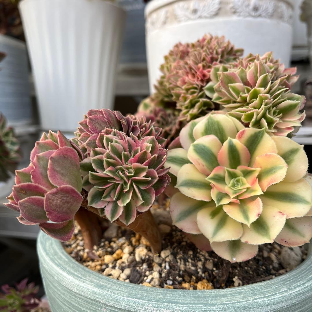 ピンクウィッチ綴化