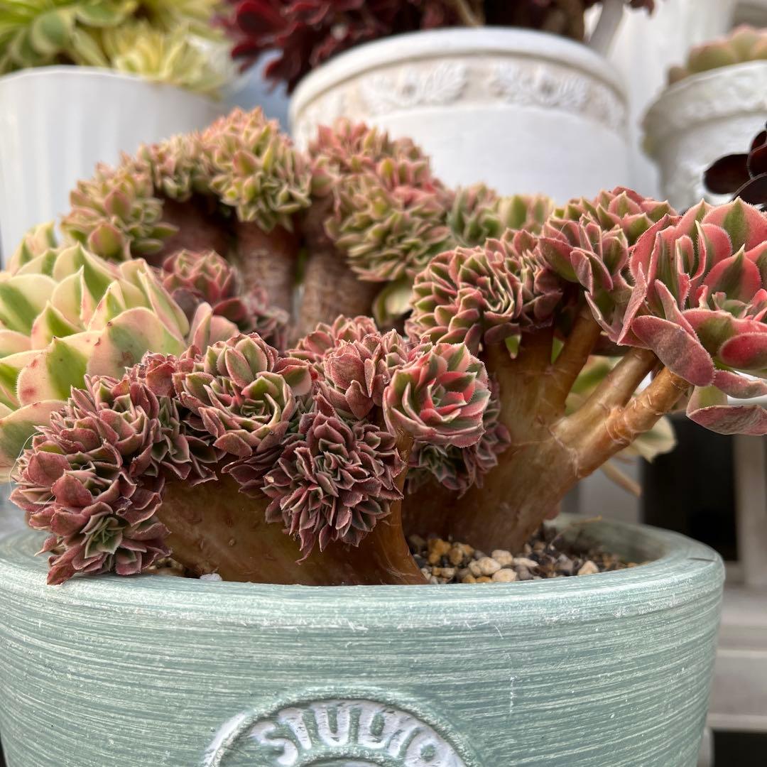 ピンクウィッチ綴化