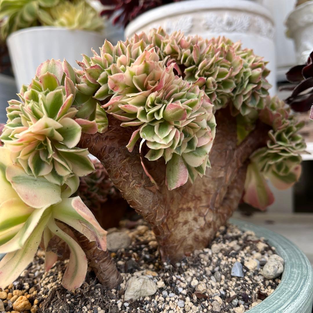 ピンクウィッチ綴化