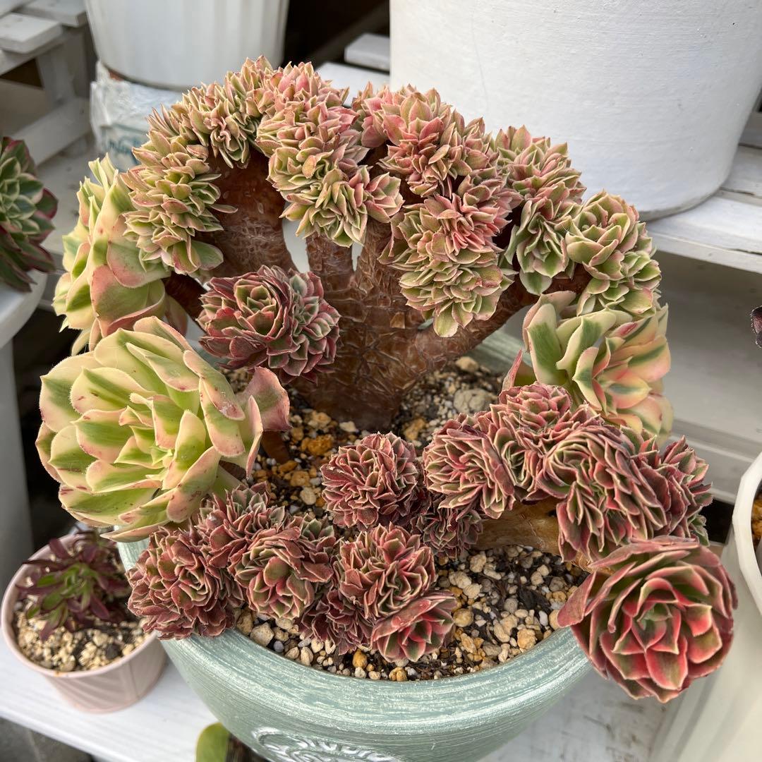 ピンクウィッチ綴化