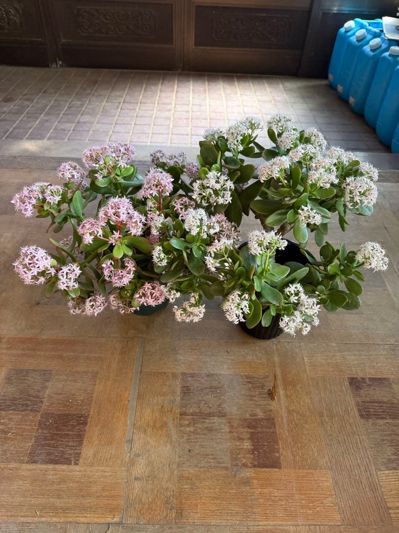 花月苗木　金の成る木　濃いと薄いピンク色2株セット開花中　鉢ごと発送