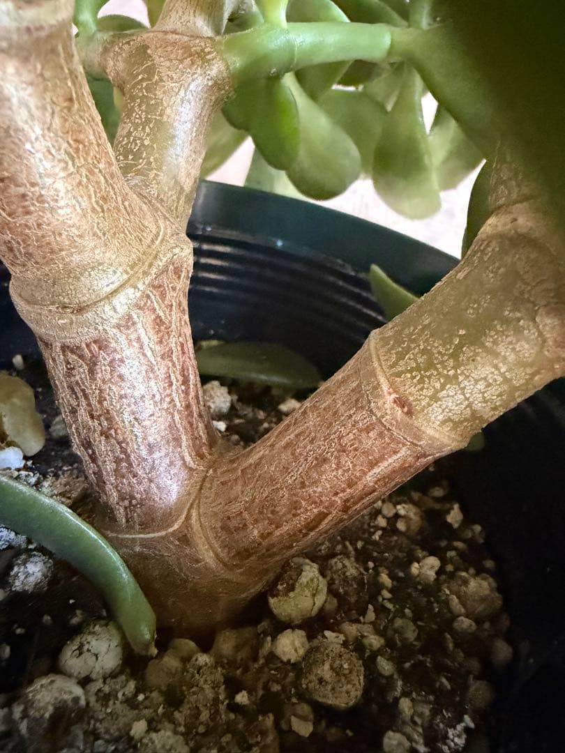 花月苗木　金の成る木　濃いと薄いピンク色2株セット開花中　鉢ごと発送